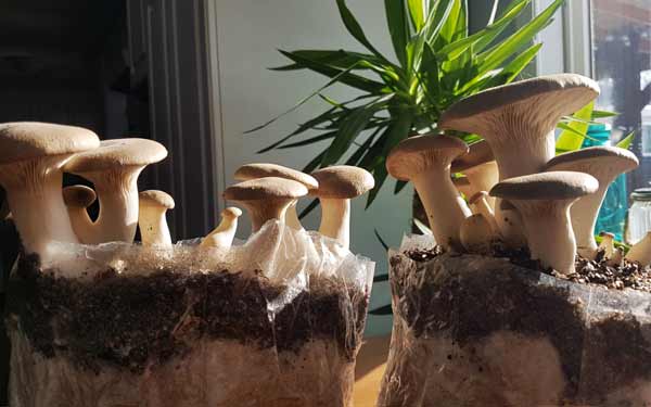 advice on growing oyster mushrooms