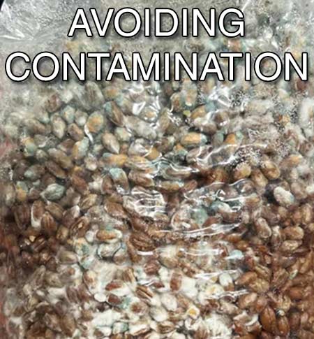 avoiding contamination in mushroom cultivation