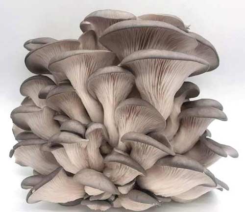 grey oyster mushrooms