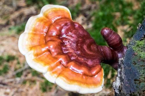 reishi mushrooms