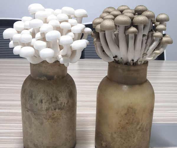 Guide to growing shimeji mushrooms at home