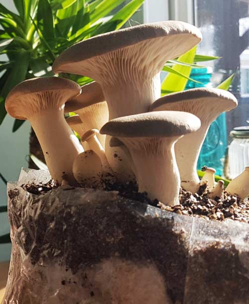 King Oyster Mushrooms