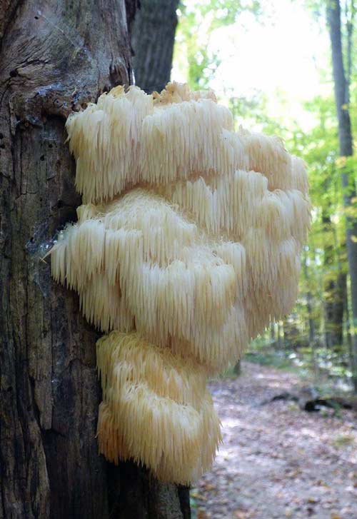 growing lions mane in the wild