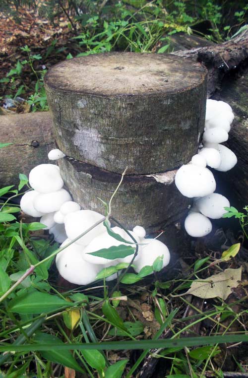 lion's mane on a log