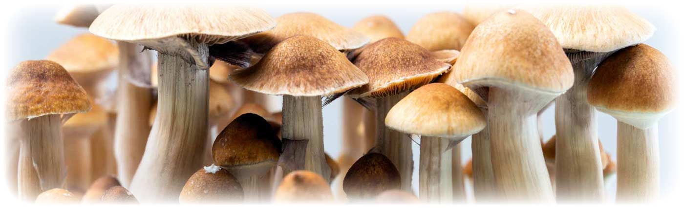 Myco Mojo - give your mushrooms a little mojo