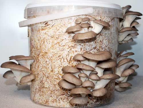 growing oyster mushrooms in buckets