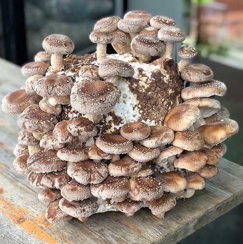 Growing shiitake mushrooms in bags