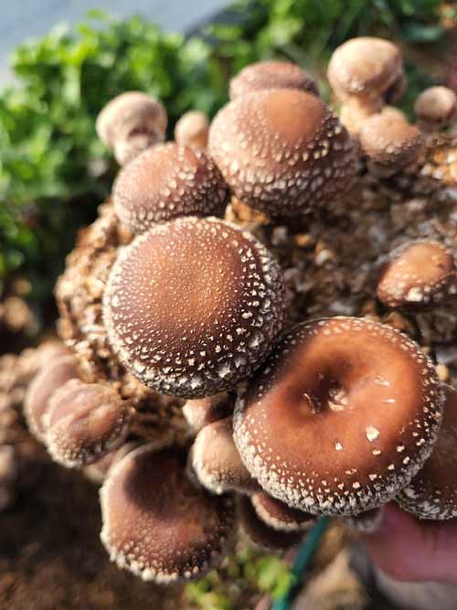 growing shiitake mushrooms