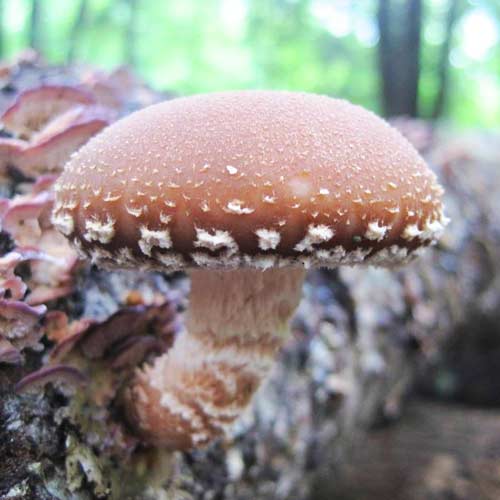 shiitake growing wild