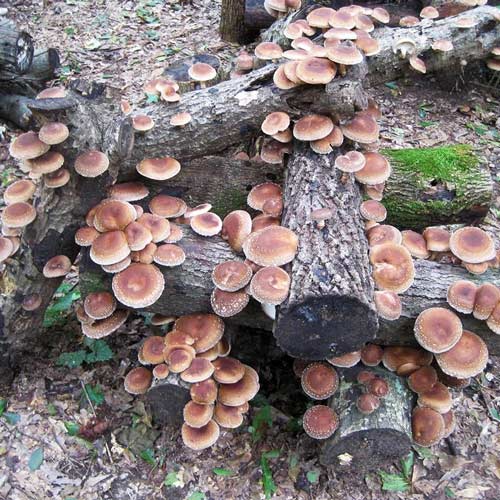 shiitake mushroom log pile