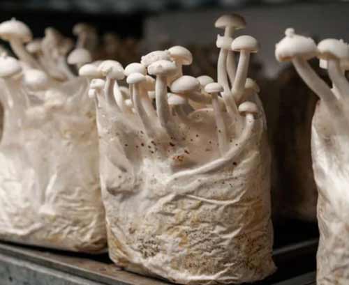 Using colonised grain spawn - Shimeji mushrooms in grow bags