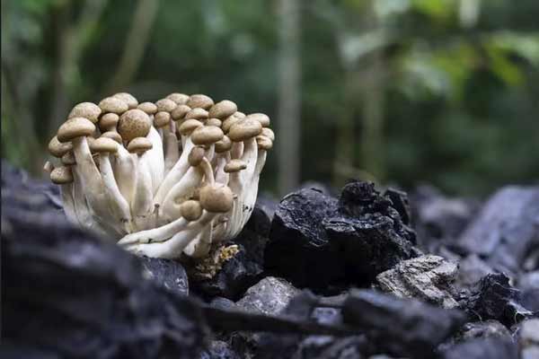 Shimeji mushrooms growing in wild