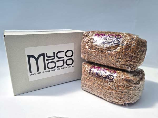 Myco Mojo sterilised rye grain