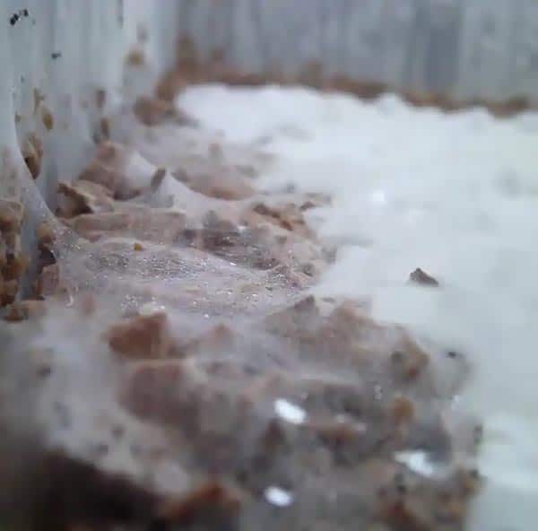 Identifying contamination - Cobweb mould