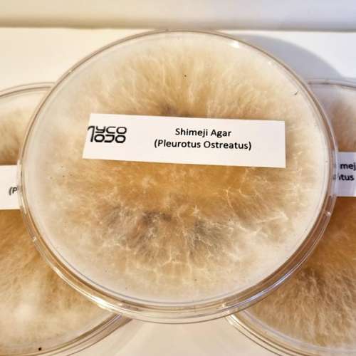 Shimeji Mycelium - Colonised Agar